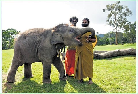 Bomman and Bellie at Mudhumalai Tiger Reserve (File Photo)