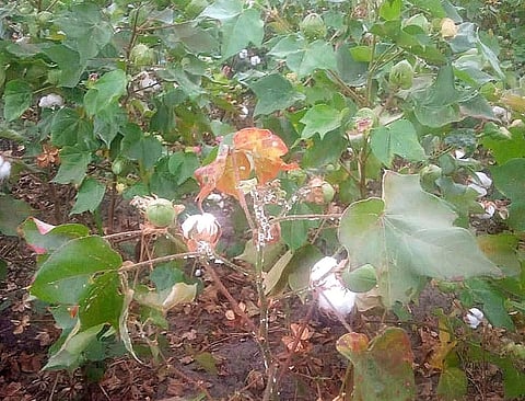 Pest attacks on cotton crops affecting yield and quality, say Karaikal farmers