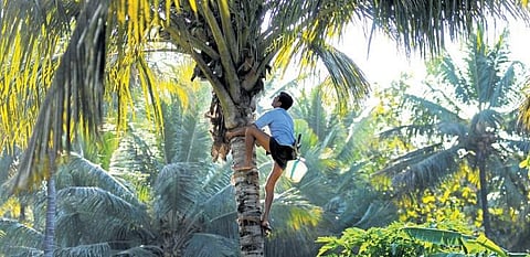 Toddy, toddy cool...