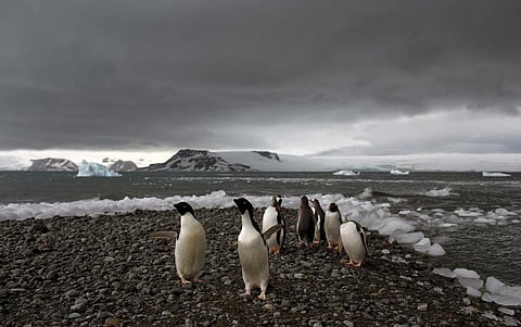 FILE - Penguins walk on the shore of Bahia Almirantazgo in Antarctica on Jan. 27, 2015. (Photo | AP)