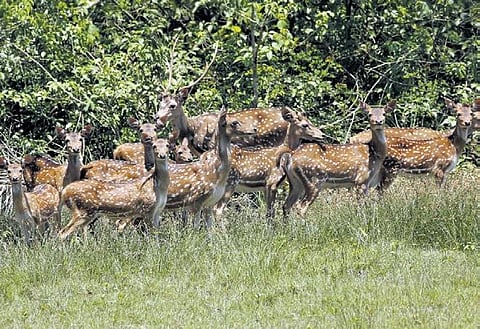 Spotted deer inside Bhitarkanika national park - Express Photo.