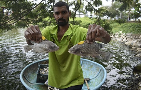 Fisherman collecting dead fishes from Valankulam lake in Coimbatore on Saturday. (Photo | S Senbagapandiyan, EPS)