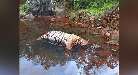 A total of six tigers recently died across the Nilgiris district. (Photo | Express)