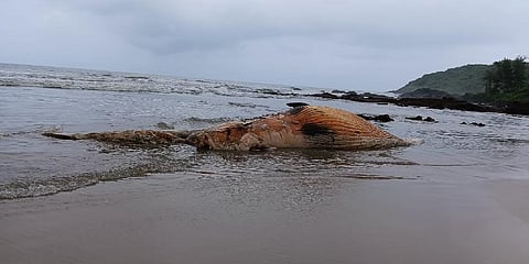 The whale washed ashore Honnavar