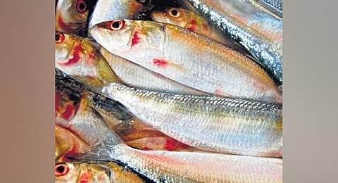 Image used for representational purpose.