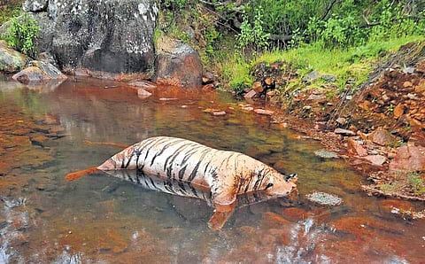 One of the carcasses was found floating on a river leading to the Emerald dam and the second one was found in a slush 10 metres away | Express