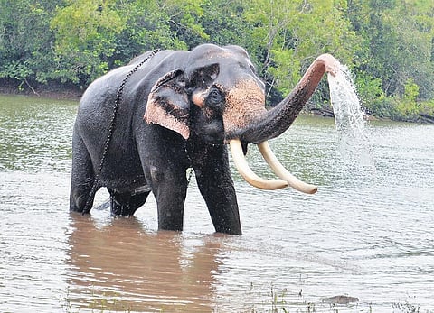 Elephant Jatakas with a timeless message