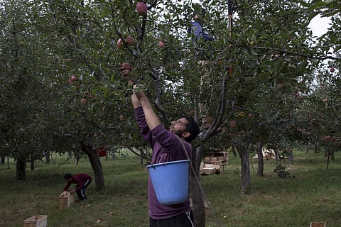 FILE - A Kashmiri farmer plucks apples in his neighbor's orchard in Wuyan, south of Srinagar (Photo | AP)