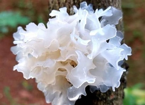 Make room for Tremella mushroom in your skincare routine
