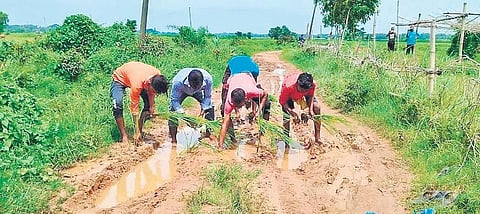 Villagers of Chotatira transplant paddy on roads in a unique protest | Express