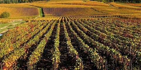 Champagne vineyards near Reims, eastern France. (File Photo | AFP)