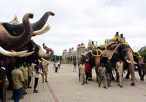 Elephants rehearse for the Dasara Jamboo Savari with sandbags, on the premises of the Amba Vilas Palace, in Mysuru on Friday. (Photo | Udayashankar S)