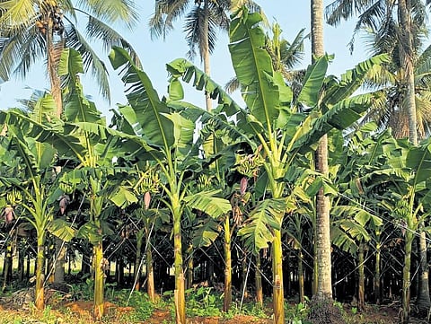 Banana farming in Mattathur
