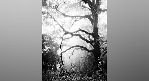 A photograph from the Shinrin series. (Photo | Express)