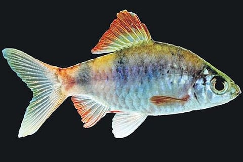 Scientists at the Kerala Fisheries University have developed technology for captive breeding of Indigo Barb, an ornamental fish