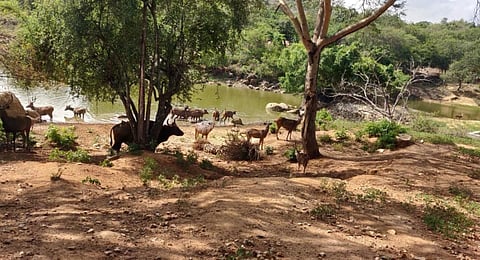 15 spotted deer die in Bannerghatta zoo