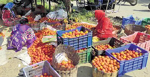 According to sources, a crate of tomatoes (15 kg) is being sold at Rs 120-130 (Photo | EXPRESS)