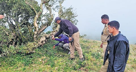 Officials completed the installation of camera traps on Saturday | Express