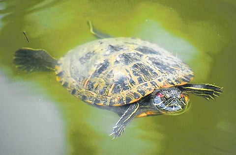 Image used for representational purposes only