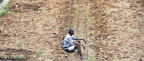 A farmer sits dejected as his crops wilted owing to water shortage | MK Ashok Kumar