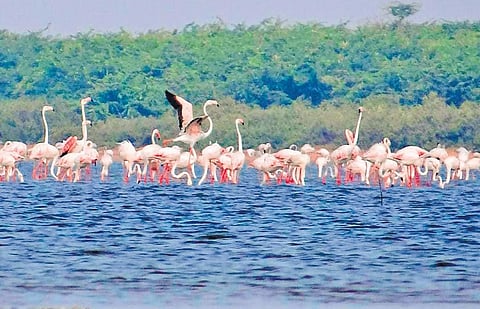 Migratory birds at Pulicat Lake in Nellore district on Sunday | Express