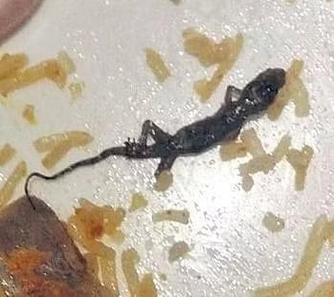 Customer alleges eatery served ‘dead lizard’