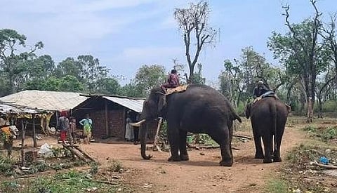 The Mysuru Dasara elephants being cared for by the JenuKuruba tribes at the settlement.