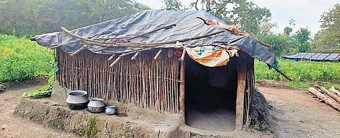 Tribal settlement of the Jenukurubas in Hunasepare. (Photo | Express)