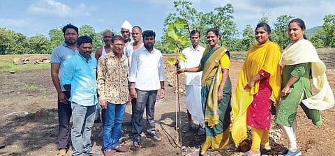The six-acre Poniki plantation is located in Gopalpet village of Nirmal district. (Photo | Express)