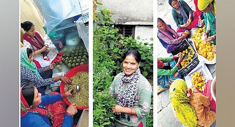 Rama Bisht works along with other women part of a self-help group she supports through her endeavour, the Apple Zone Ramgarh. (Photo | Express)