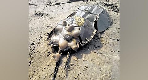 Horseshoe crab. (Photo | Express)