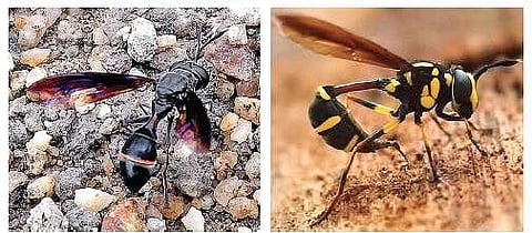 The two new species of rare wasp mimicking flower flies. Image used for representational purpose