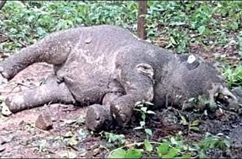 Elephant found dead in Satkosia Tiger Reserve.