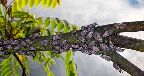 Spotted lanternfly (lycorma delicatula) infestations in Pennsylvania. Its department of agriculture has issued a quarantine in certain counties to reduce the spread. (Jana Shea/Shutterstock)