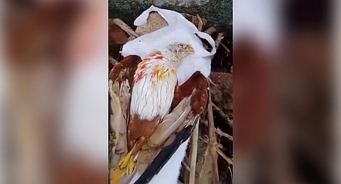 The villagers performed final rituals for the bird as has been their practice for several generations. (Photo | Express)