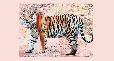 Jharkhand’s soft release centres set to get 200 Cheetal this month