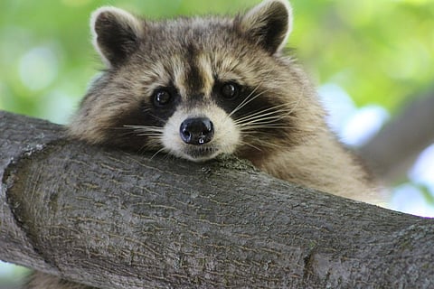 Raccoons are medium-sized carnivorous mammals native to North America