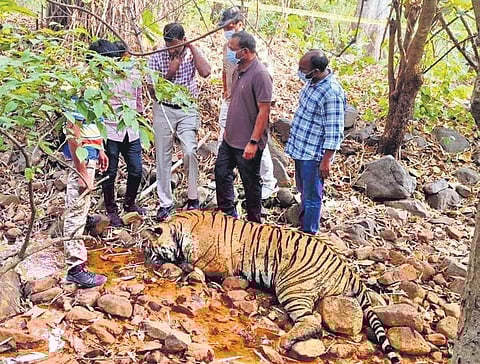 Officials inspect the carcass of the deceased tiger in Kagaznagar division of the Kumurambheem Asifabad district on Tuesday.