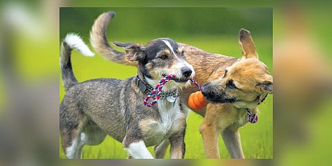 Image used for representational purposes only