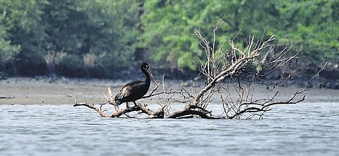 A spot-billed pelican, soaked in oil, seen near Ennore Creek in Chennai | file pic