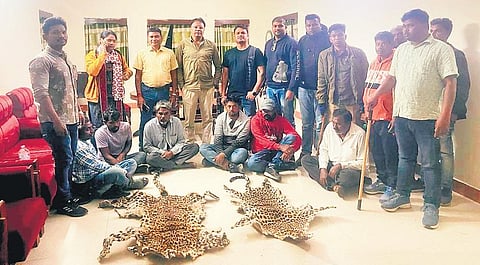 Three leopard hides seized, nine held in Nuapada, Balangir