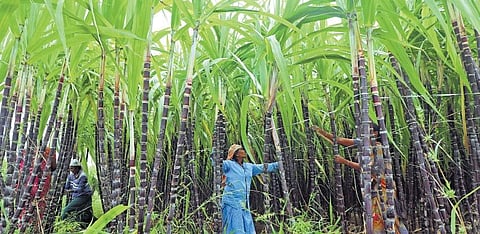 Sweet story with bitter chapters