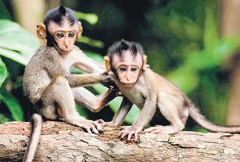 Monkeys often enter the flats and cause damage to household items and water pipes.