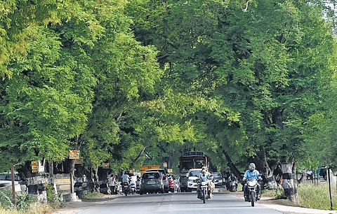 Representational Image: File - The trees have been identified for removal for road work between Kurumbapalayam and Puliyampatti areas in Coimbatore. (Photo | S Senbagapandiyan)