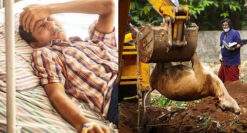 The carcass of one of the 13 cows at Mathew Benny’s dairy farm; the teen dairy farmer at the hospital in Thodupuzha. | Express