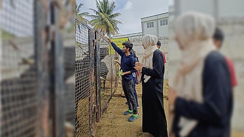 Students spend time at a gaushala in Koramangala on New Year’s Eve.