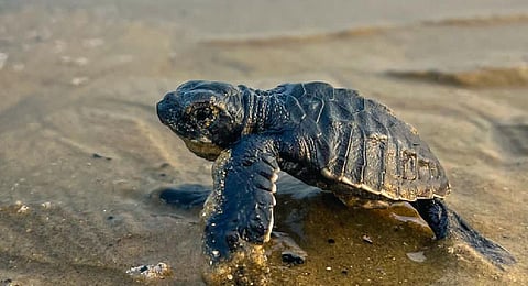 An Olive Ridley sea turtle