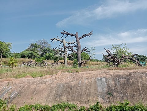 Designed by international artist Jon Coe, the facility, officially the Thrissur Zoological Park, Wildlife Conservation and Research Centre, is a dream project of Kerala. (Photo| Express)