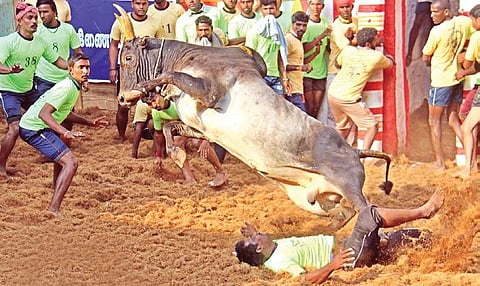 Youth trying to tame a bull at Alanganallur Jallikattu near Madurai (File photo | K K Sundar)