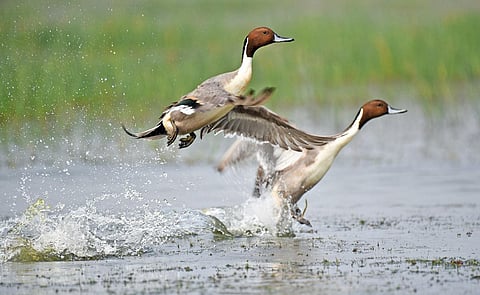 Northern Pintail slender ducks at Chilka lake in Odisha. (File | Shiba Sahu, EPS)